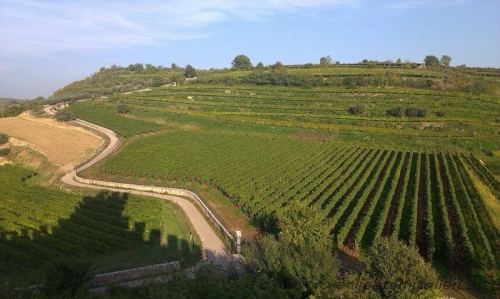 mitten durch die Weinberge