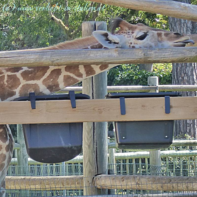 Das Giraffenkind zeigt uns doch wirklich die Zunge!