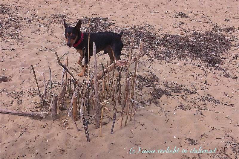 Hundestrand 