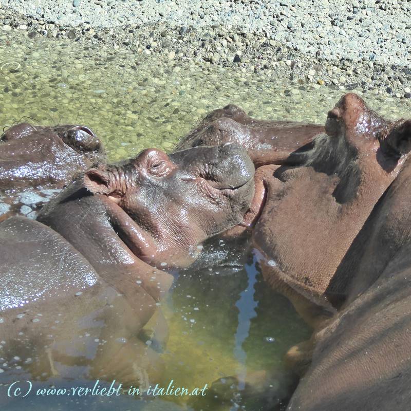 Das ist Liebe - ein Bussi für die Nilpferd Mama!