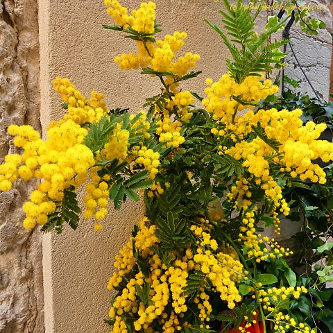Mimose 2025