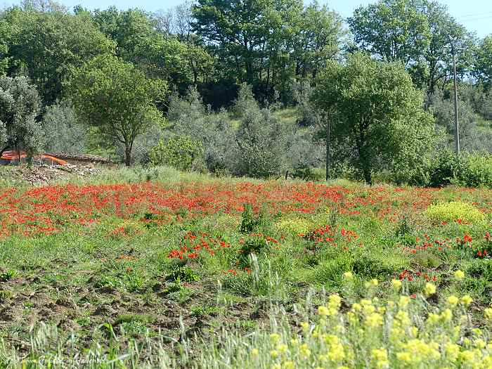 Mohnfeld in Umbrien
