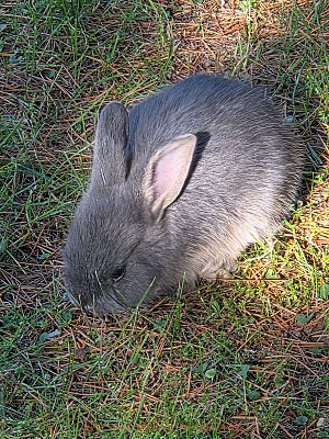 grauer Hase