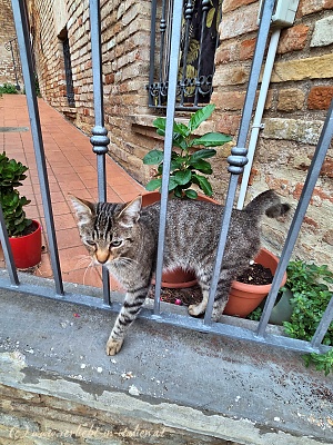 Tigerkätzchen in Corinaldo