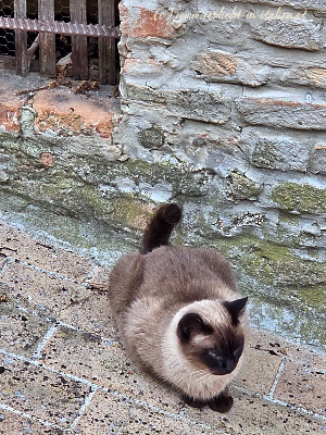 braune Katze in Corinaldo