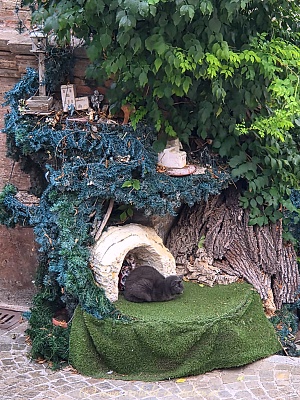 schwarze Katze in Corinaldo