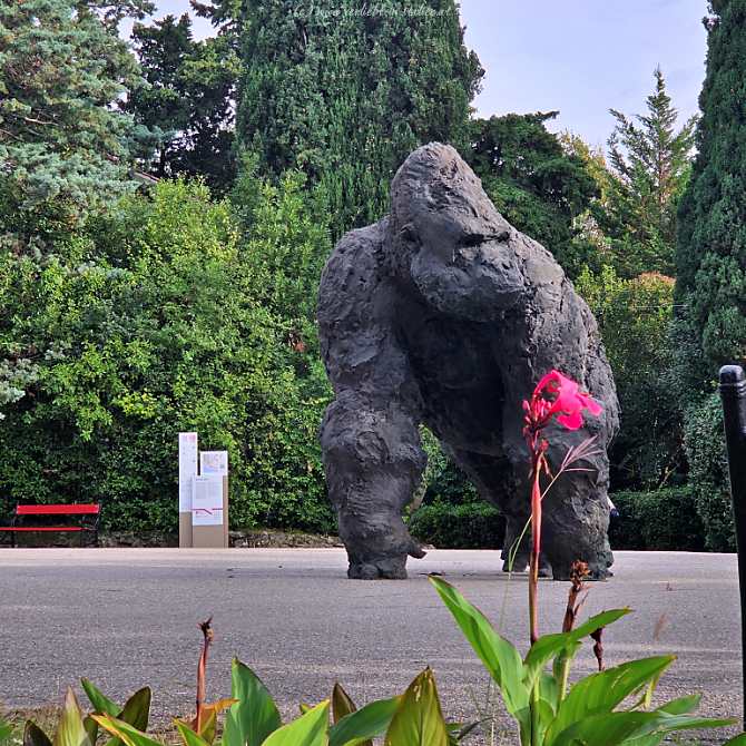 Gorilla in Miramare